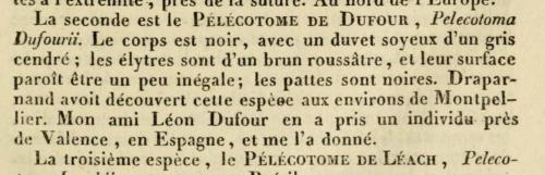 Réf. 354 516 : Ptilophorus dufourii